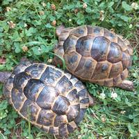 Testudo Graeca ibera