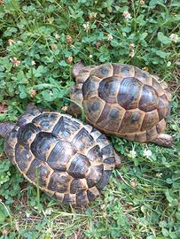 Testudo Graeca ibera