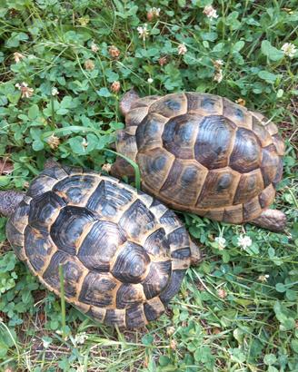 Testudo Graeca ibera