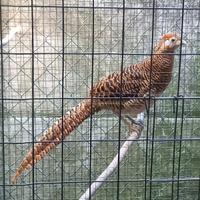 Femmina fagiani lady amherst