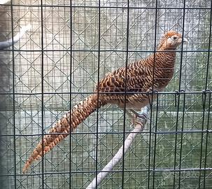 Femmina fagiani lady amherst