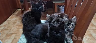 Ultime cucciole di Maine Coon CON Pedigree Aperto