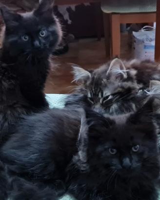 Ultime cucciole di Maine Coon CON Pedigree Aperto