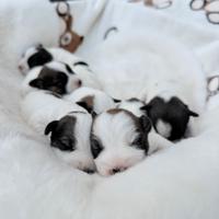 Jack russell cuccioli