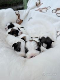 Jack russell cuccioli