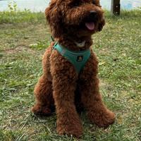 Pettorina cane taglia piccola, taglia S, Bella&Pal