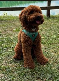 Pettorina cane taglia piccola, taglia S, Bella&Pal