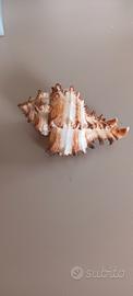 Conchiglia vuota