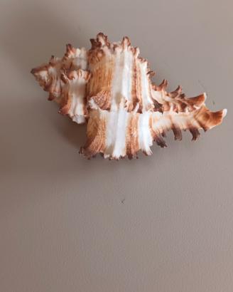 Conchiglia vuota