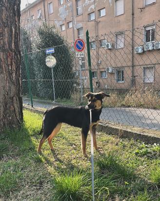 Cagnolina