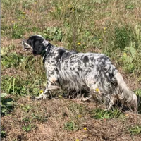 Setter inglese