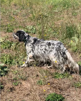 Setter inglese