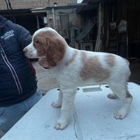 Disponibile cucciolo