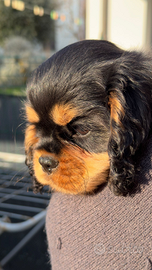 Cuccooli di Cavalier King nero focati black & tan