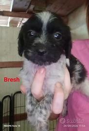 Cane cucciolo in adozione