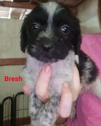 Cane cucciolo in adozione