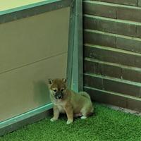 Shiba inu fulvi