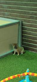 Shiba inu fulvi
