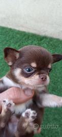 chihuahua cioccolato mini toy