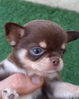 chihuahua cioccolato mini toy
