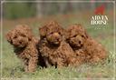 cuccioli-d-barboncino-nano-toy