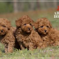 Cuccioli d barboncino nano toy