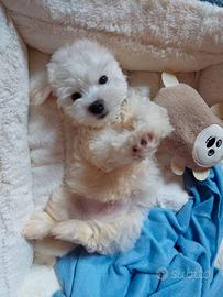 Maltipoo cucciolo