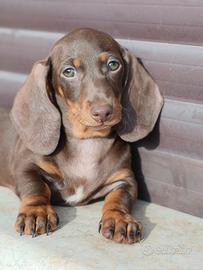 Cuccioli di bassotto