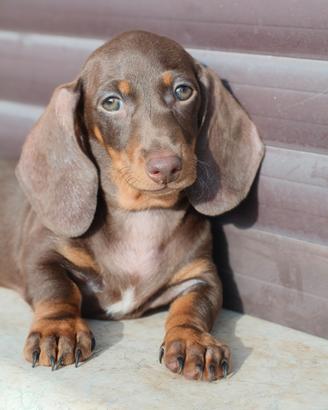 Cuccioli di bassotto