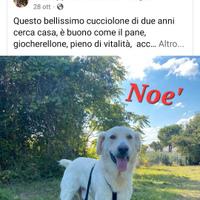 Noè cucciolone dolcissimo