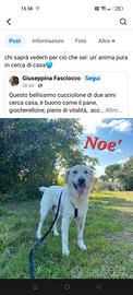 Noè cucciolone dolcissimo
