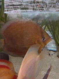 discus ica