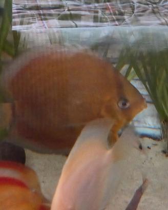 discus ica
