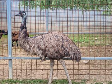 Emu femmine