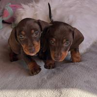 Bassotto kaninchen
