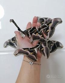 50 Uova di Samia ricini (baco da seta)