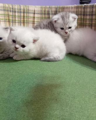 Cuccioli gatto
