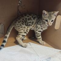 Splendido cucciolo di Gatto del Bengala (Bengal)