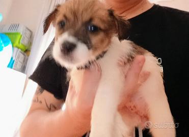 Jack Russell broken