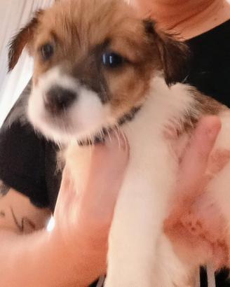 Jack Russell broken
