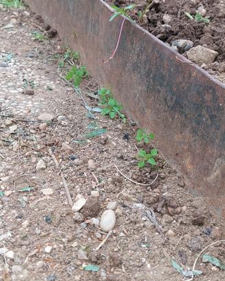 bordure per giardino