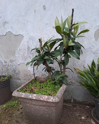 Nespolo japonica