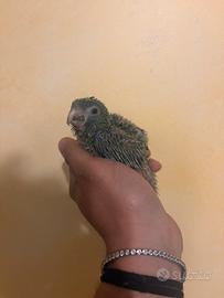 Pappagalli ara nobilis baby pulli imbecco
