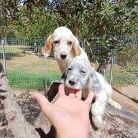 Setter inglesi cuccioli per la caccia alla Beccacc