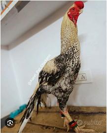 Galline combattenti Aseel Pakistane PURE