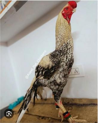 Galline combattenti Aseel Pakistane PURE