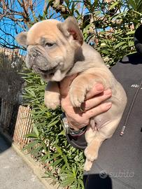 Bulldog francese