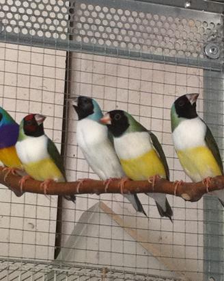 Diamanti di Gould