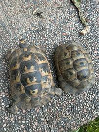 Tartarughe