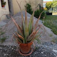 Vaso con aloe/crassula 